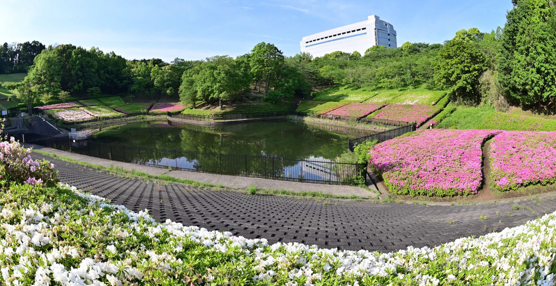 5万2千本のツツジの花が咲く自然公園【花のコラム】 ｜特集 ｜【公式 